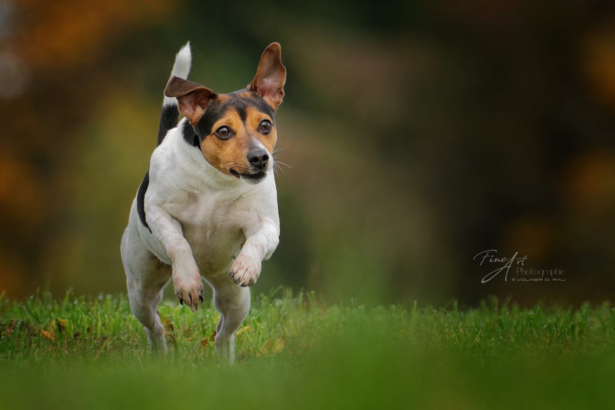 Dansk-Svensk-Gardhund im Sprung. Actionfoto Hund.