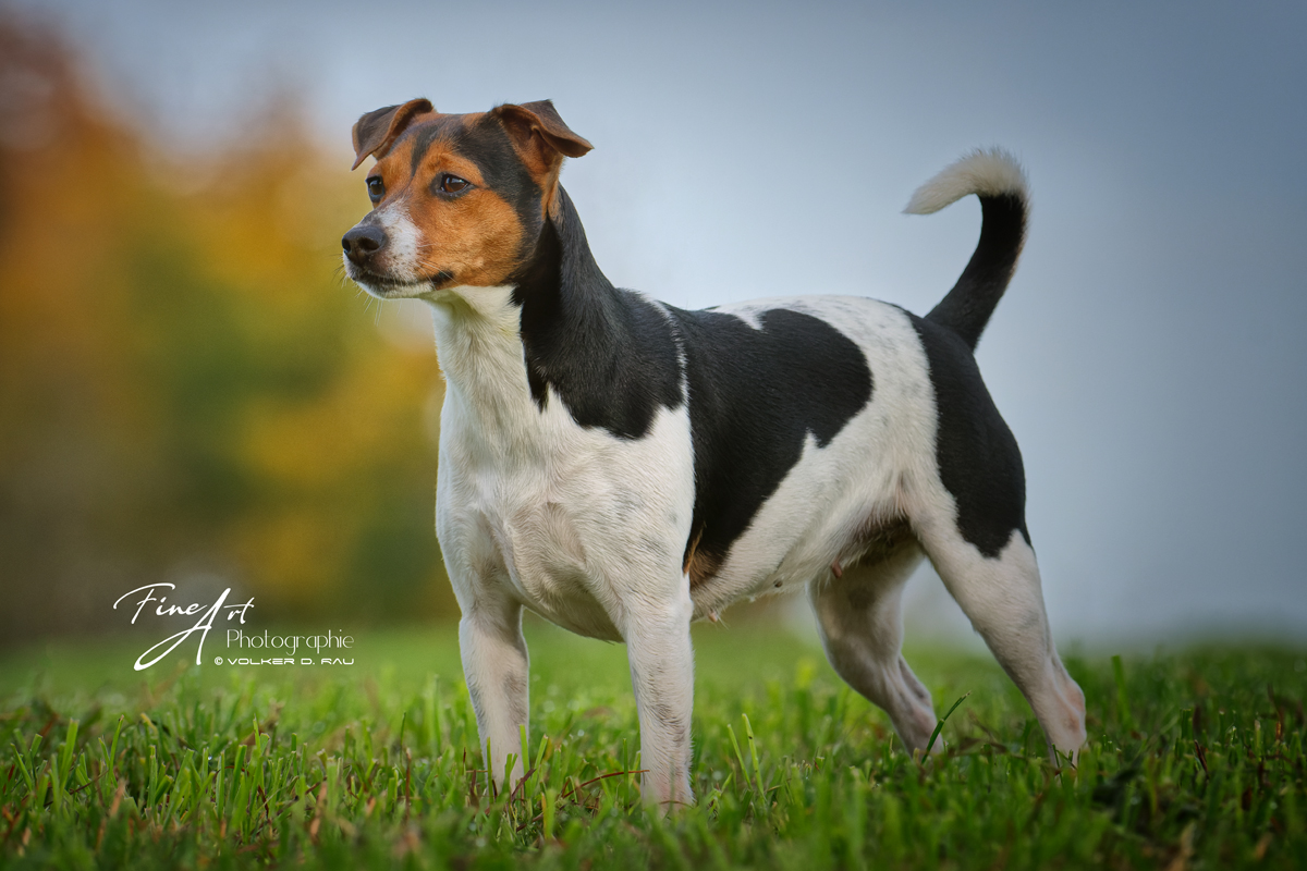 Dansk Svensk gard Hund in Pose