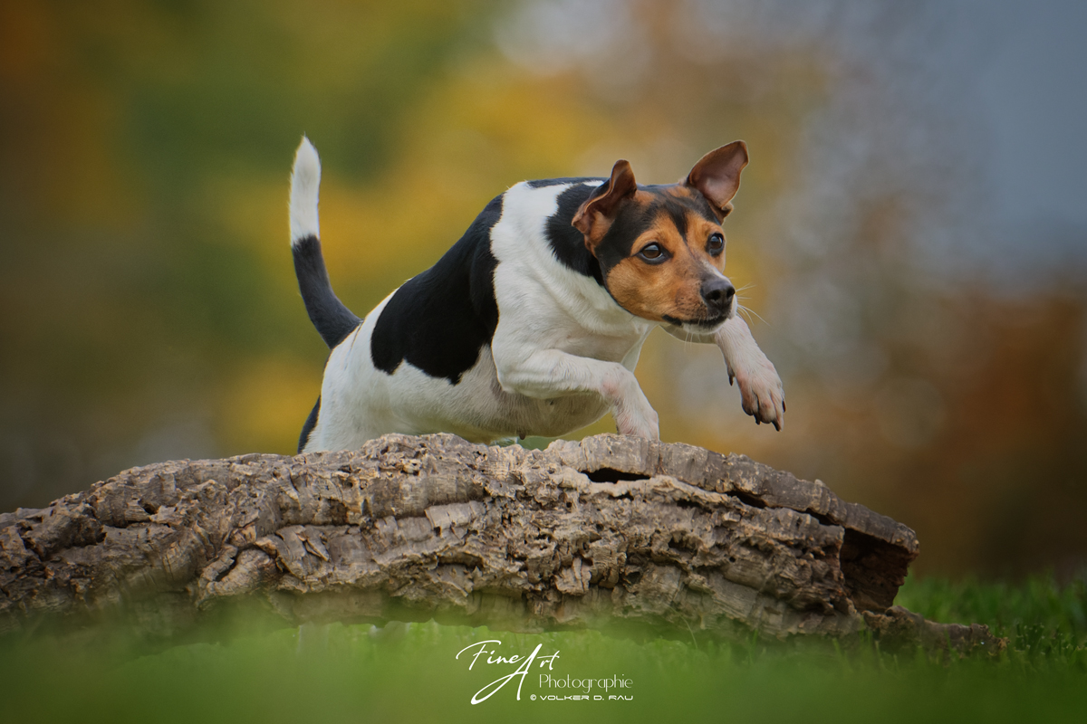 Dansk-Svensk-Gard-Hund im Sprung. Action Foto von einem Hund.