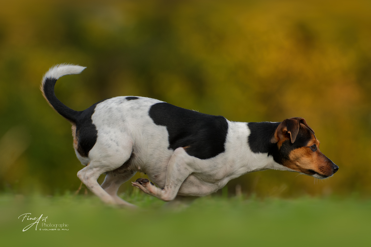 Dansk-Svens-Gard-Hund im Sprint. Action Foto von einem Hund.
