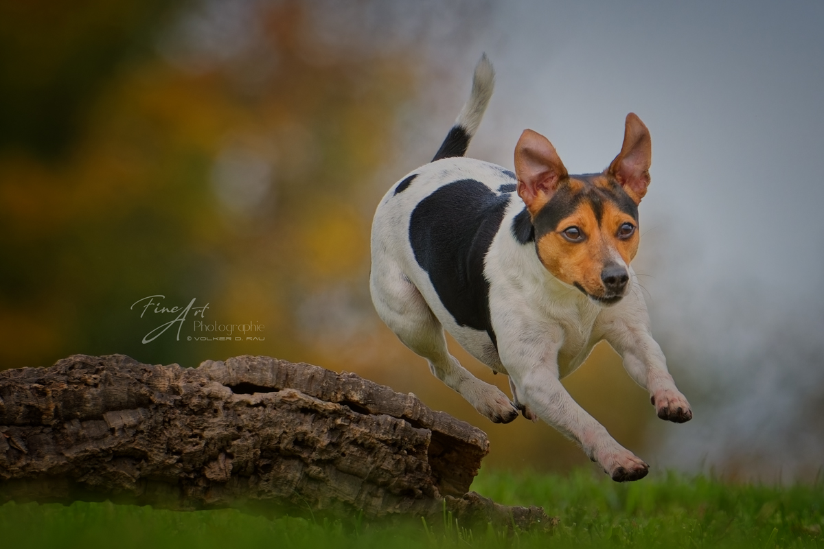 Dansk_Svensk_Gard_Hund