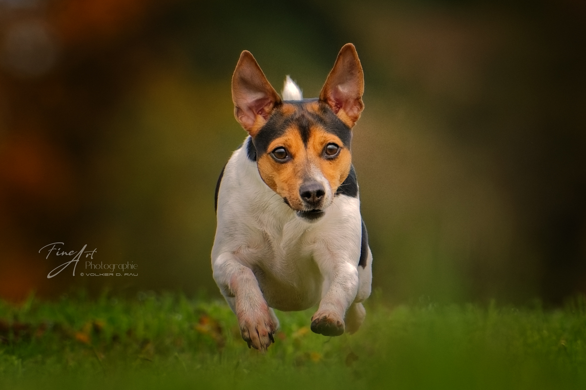 Dansk Svens gard Hund im Sprung