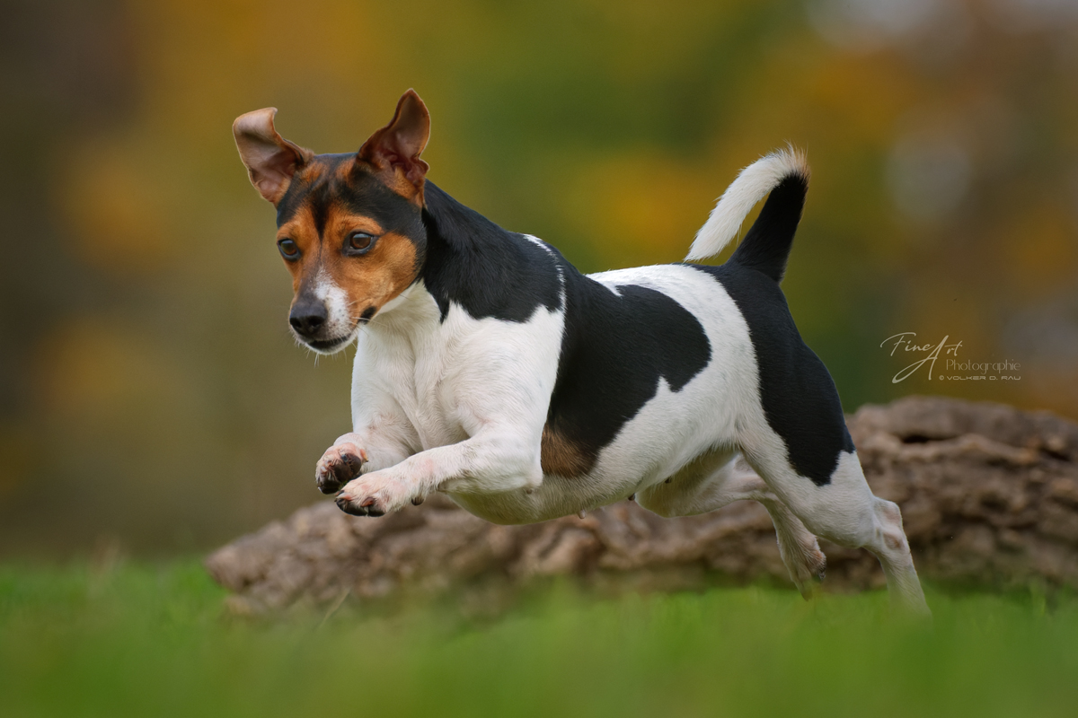 Dansk Svensk gard Hund im Sprung