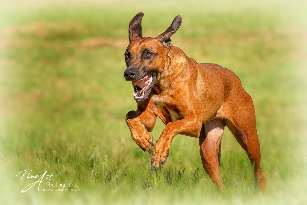 Foto Rhodesian Hundefotografie Ridgeback