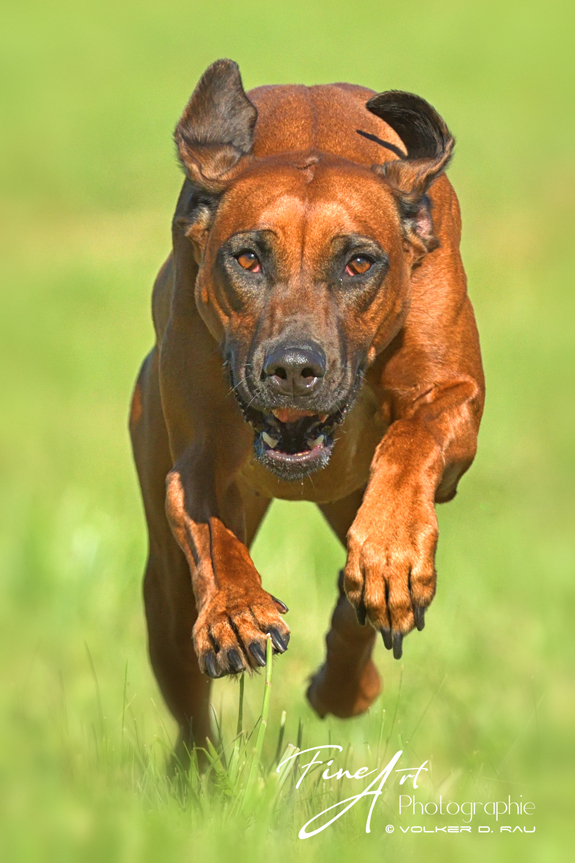Foto einer Rhodesian Ridgeback Hündin