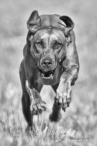 Rhodesian Ridgeback