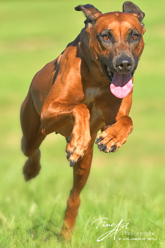 Foto einer Rhodesian Ridgeback Hündin