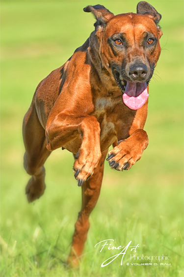 Foto einer Rhodesian Ridgeback Hündin