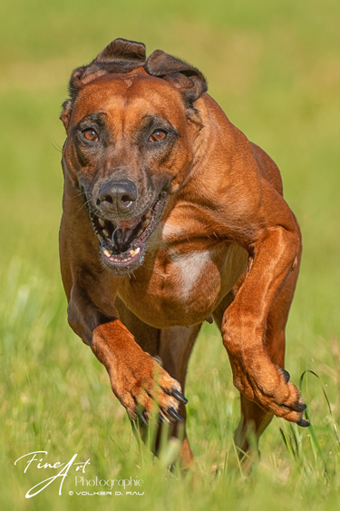 Foto einer Rhodesian Ridgeback Hündin
