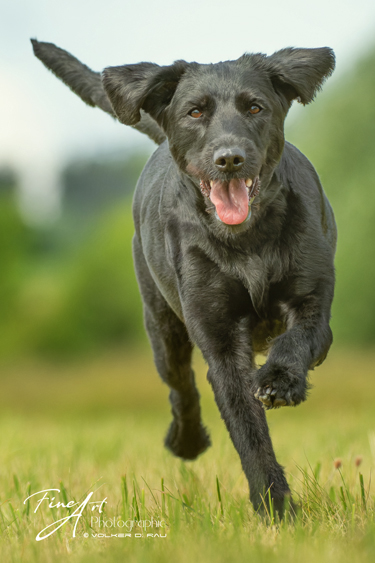 Foto von einem schwarzen Labradoodle