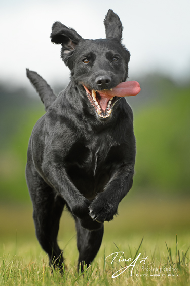 Foto von einem schwarzen Labradoodle