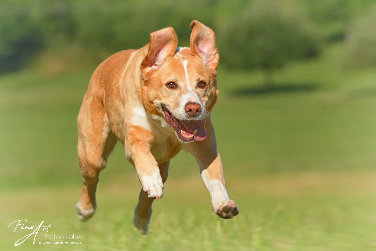 Hundefotografie labrador Mischling Foto in Action