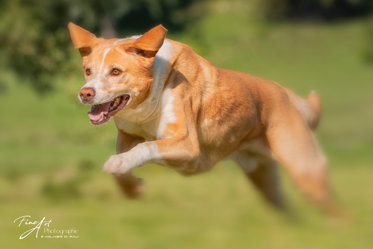 Hundefotografie labrador Mischling Foto in Action