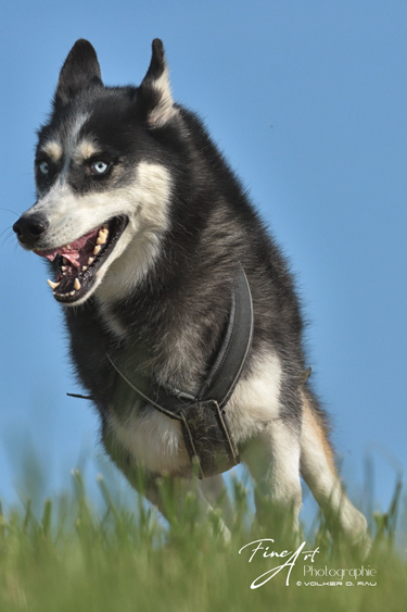hunde_fotos_husky