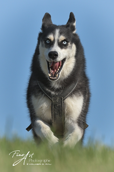 hunde_fotos_husky