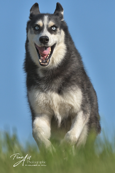 hunde_fotos_husky
