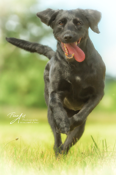 hunde_fotos_labradoodle