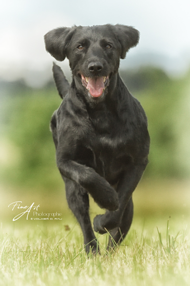 hunde_fotos_labradoodle