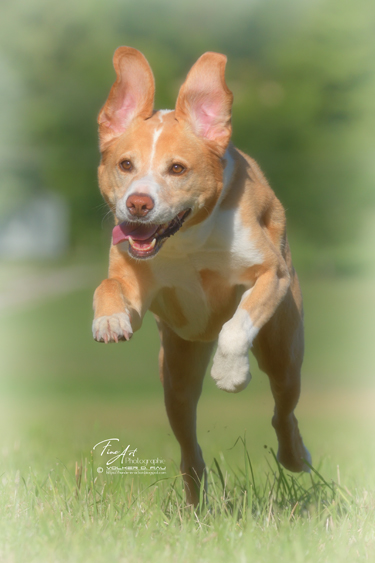hunde_fotos_labrador_mischling