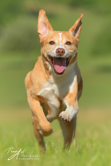hunde_fotos_labrador_mischling