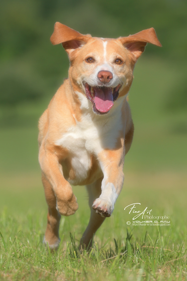 hunde_fotos_labrador_mischling