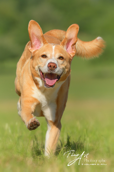 hunde_fotos_labrador_mischling