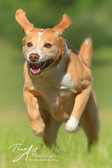 Foto Labrador Mischling