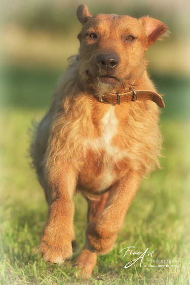 hunde_fotos_mischling