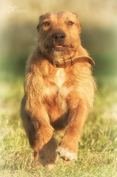 hunde_fotos_mischling