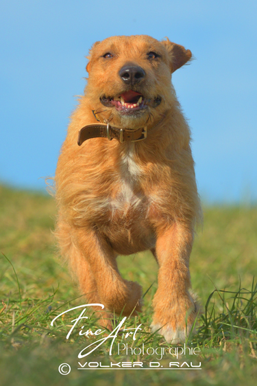 Foto Hund Mischling
