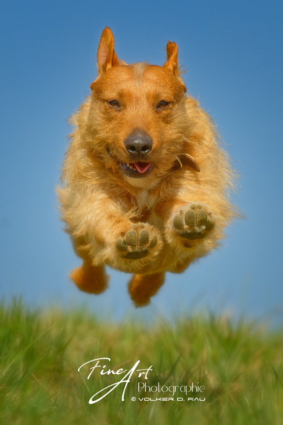 Hund im Sprung