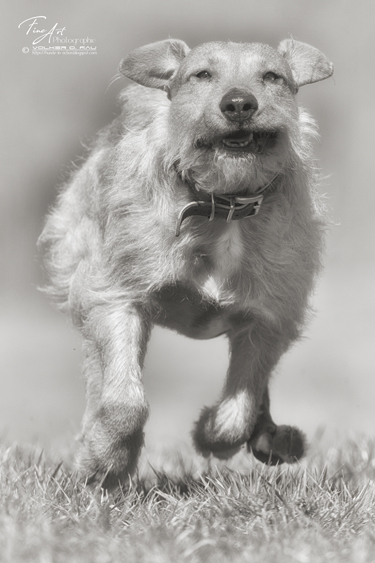 Mischling Foto Hund