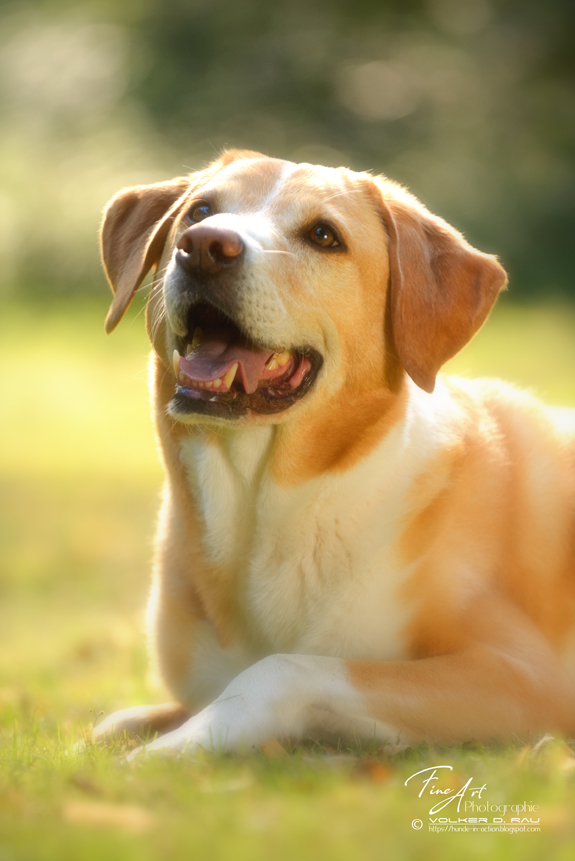 hunde_fotos_portrait_fotografie_labrador_mischling
