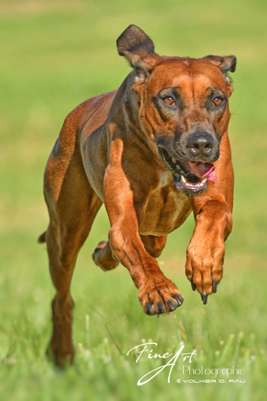 hunde_fotos_rhodesian_ridgeback