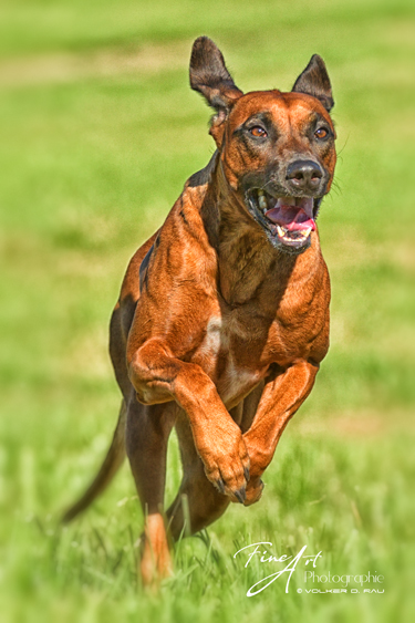 Foto Rhodesian Ridgeback