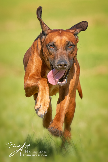 Foto Hundefotografie Rhodesian Ridgeback