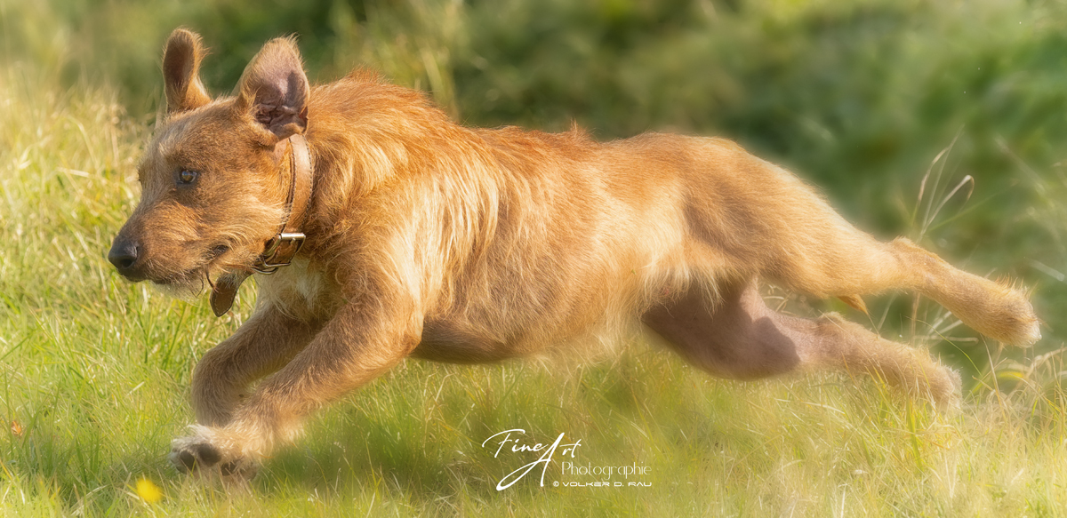Hundefotografie Action Foto Mischling