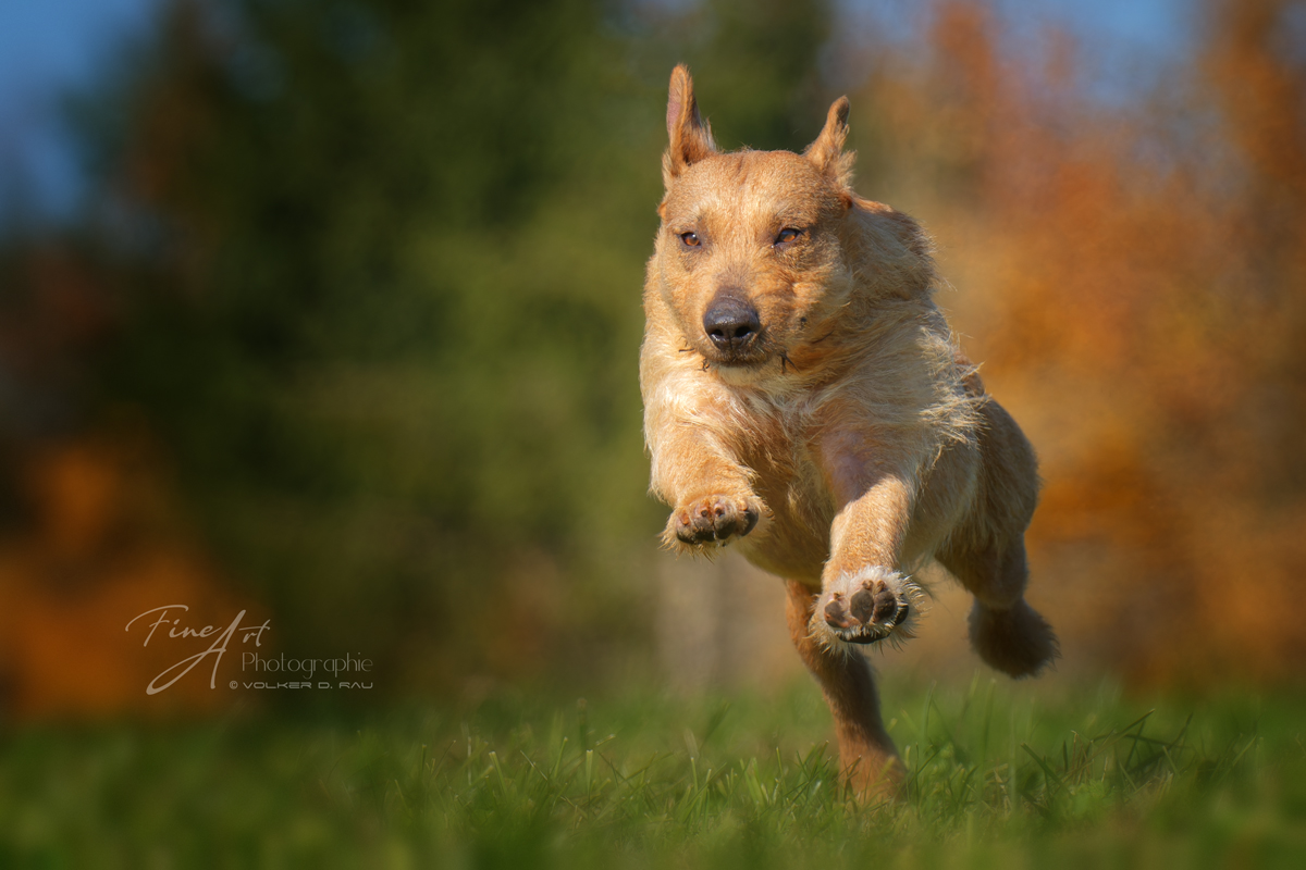 Hundefotografie Action Foto Hund Mischling
