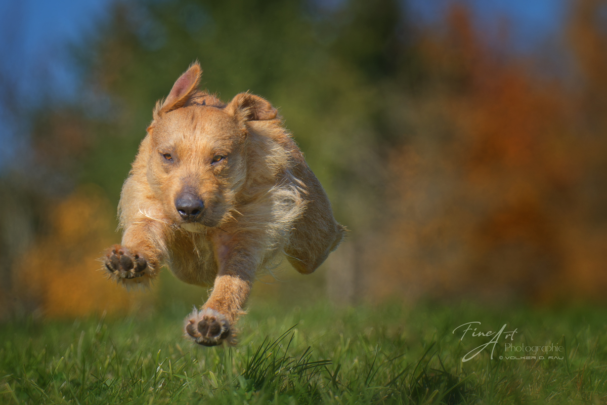 Spanischer Hirtenhundmischling im Sprung